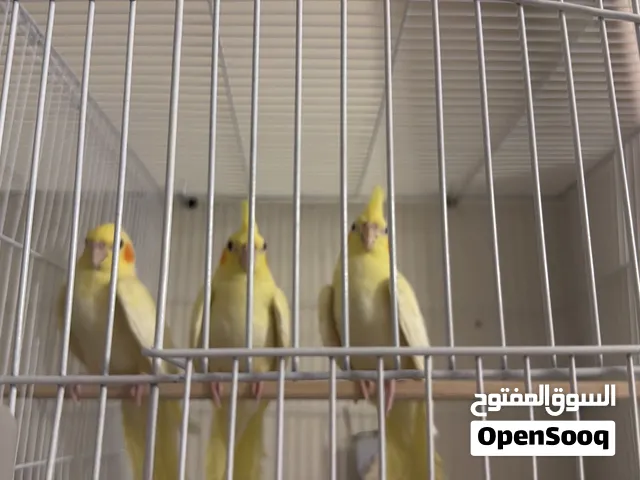 مجموعة عصافير كوكتيل واسترالي تركيبات للبيع