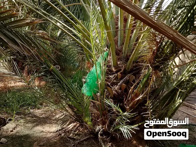 فسائل فرض حجم كبير