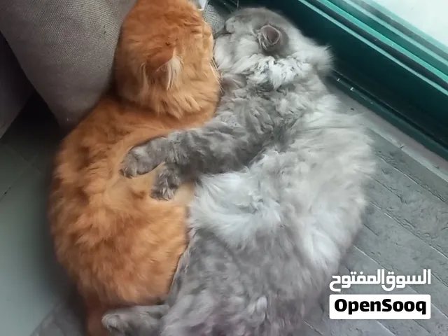 قطتين ذكور نوع شيرازي العمر 9 شهور ملقحات غير معقمات