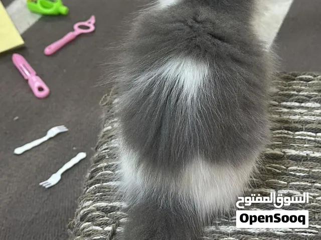 قط ذكر شيرازي العمر شهرين و نص مع جميع مستلزمات القط