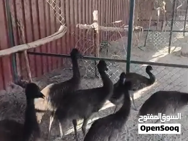بشري الوفره وصباح الاحمد وأم الهيمان