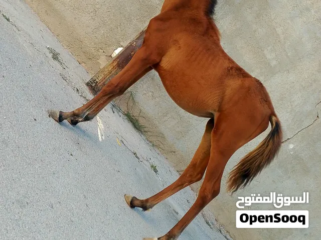 مهره عمرها ثلاث شهور عز المقنا للبيع