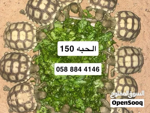 سلاحف بريه