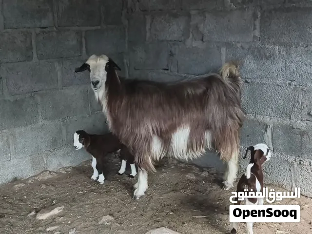 أغنام تحتهن توأم كل وحدة 2