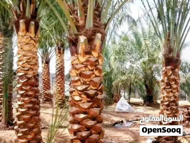 Date Palm نخلة التمر