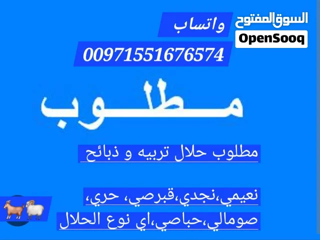 مطلوب حلال تربيه و ذبائح   نعيمي،نجدي،قبرصي، حري، صومالي،حباصي،اي نوع الحلال