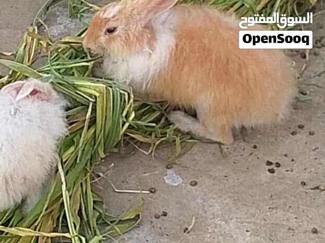 ارانب  فرنسي و مصري