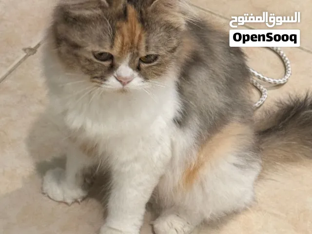 Cat for sale