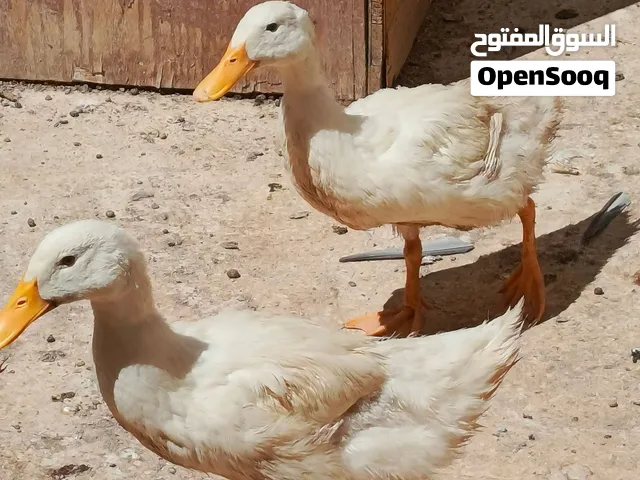متاح بط 4 حبات أعمارهم متوسطة سعرهم حررررق 10 دنانير