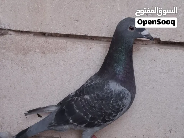 سلام عليكم زواجل البيع بيع مستعجل حمام مال جناي شراي يراسني تك ع 5قفل