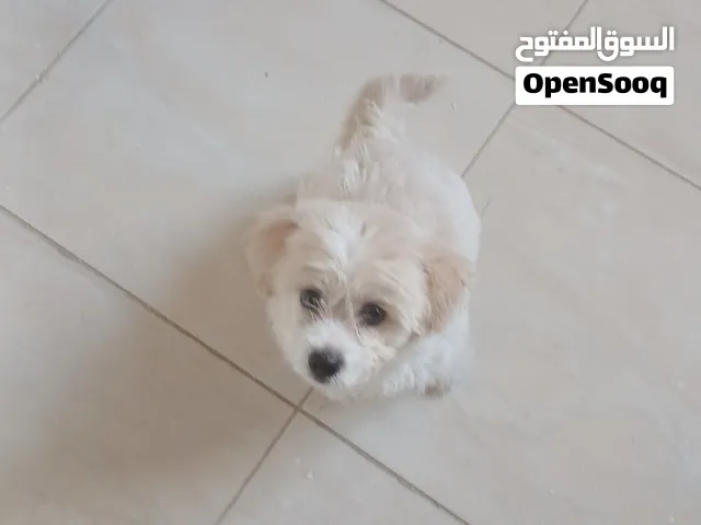 جرو مالتيبو للبيع