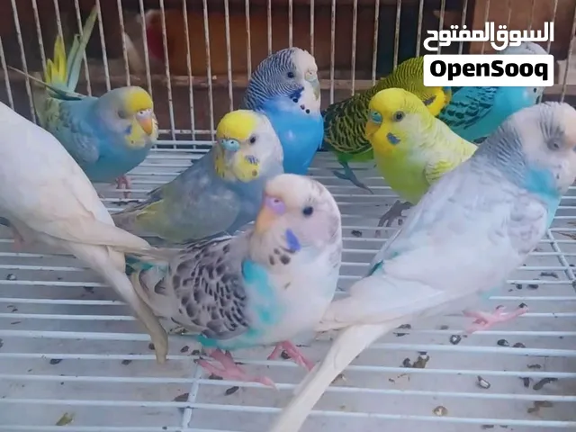 عصافير بادجي ولكناري