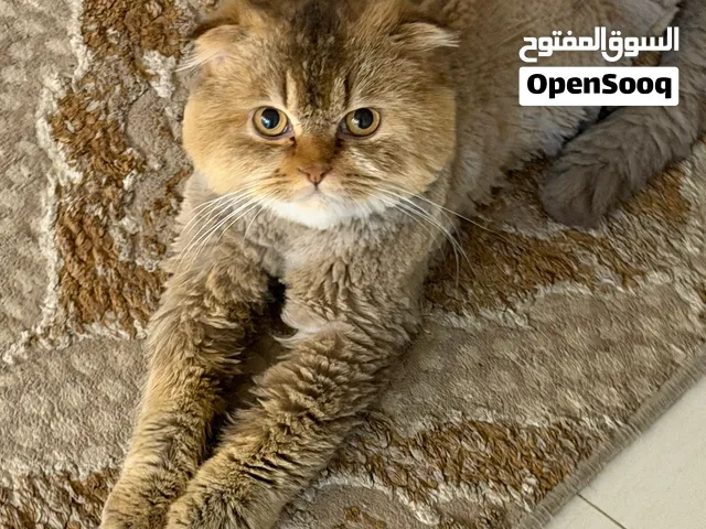 قطوه للبيع