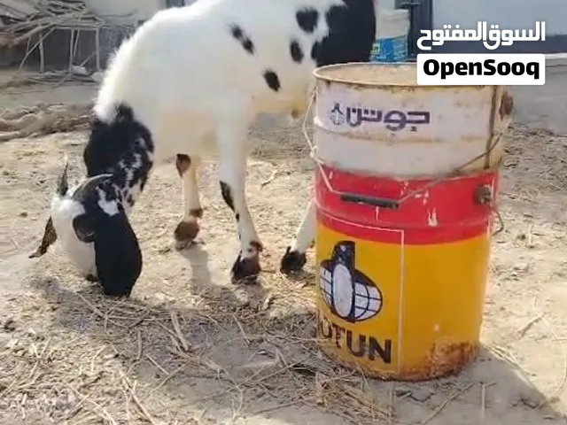 البيع تيس تهجين بنجابي