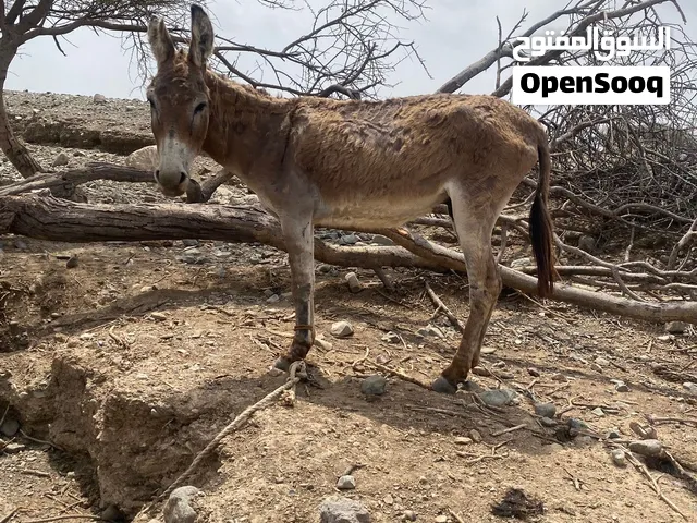 يرجى التواصل على الواتساب