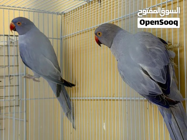 مجموعة من ازواج الدره الملونة للبيع