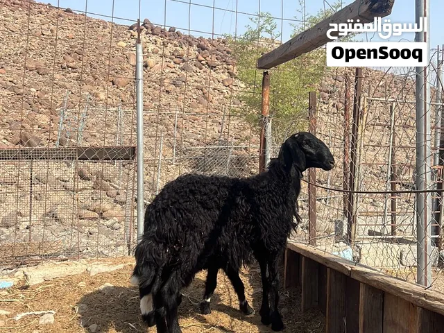 كبش نجدي سمين فوول