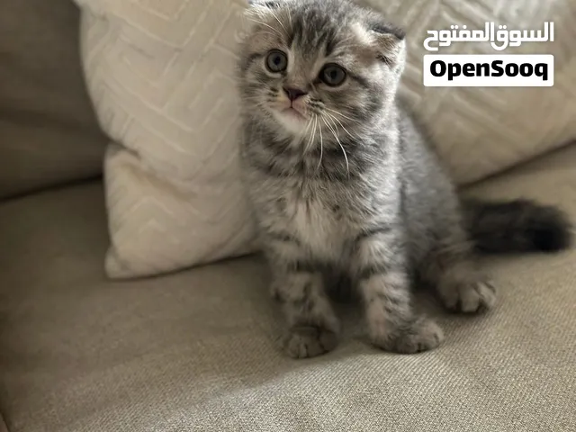 Scottish fold short hair