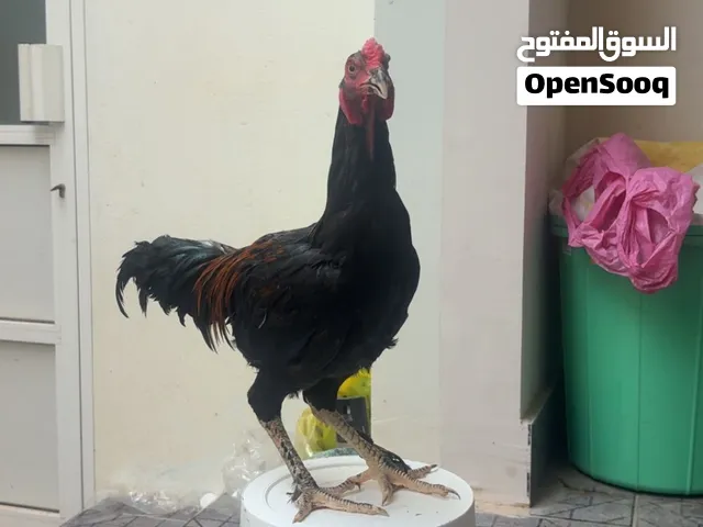 للبيع فروخ فايتر وفي جاهزين ودجاج فرنسي للت