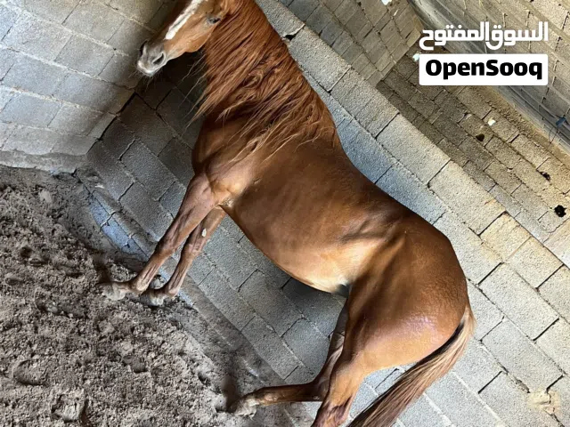 فرس بنت النبع