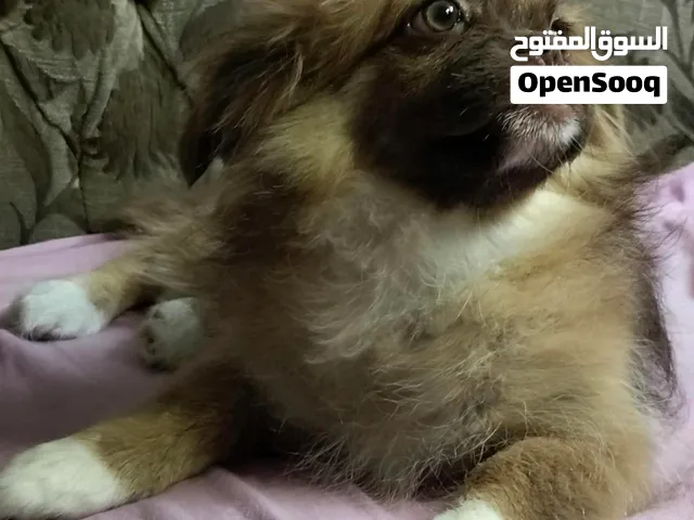 بنوته بيكنيز قمر