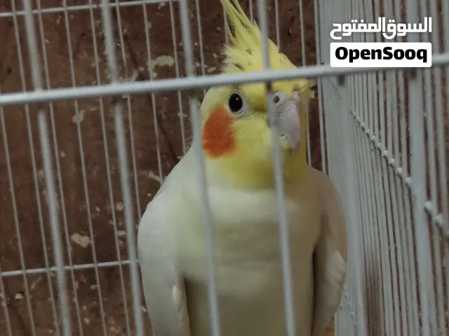 السلام عليكم