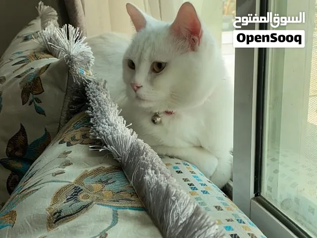 Cat for adoption