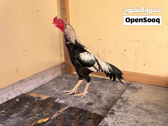 اموره طيبه اطير الحمدلله م يشكي من اي شي مرا غير قابل البدل