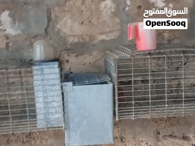 قفاص ارناب اتصل علي صحب راقم اني عرض فقط