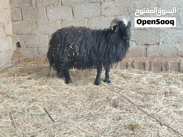 للبيع كبش من النوع العماني الاصيل