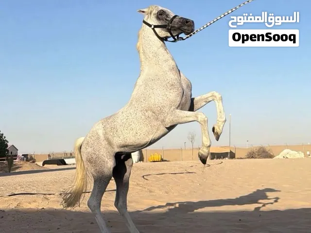 فحل عربي جميل للبيع