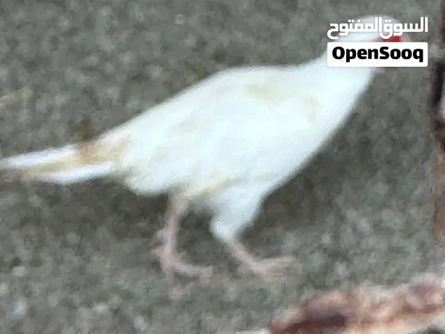الفزن الأبيض النادر