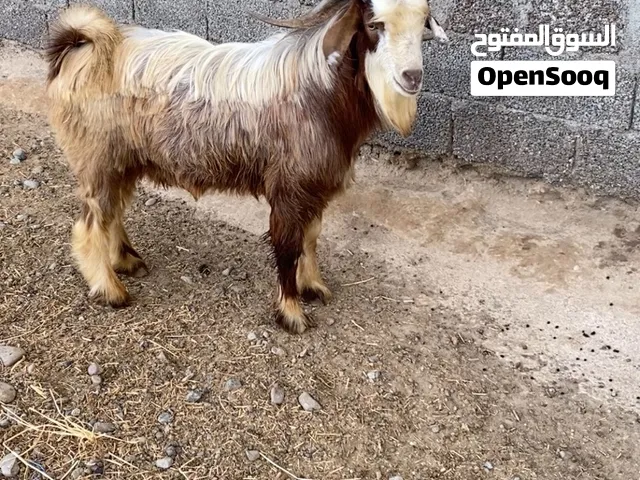 تيس فحل للبيع