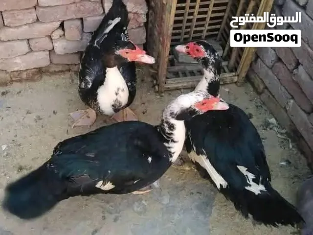 متاح بط بلدي