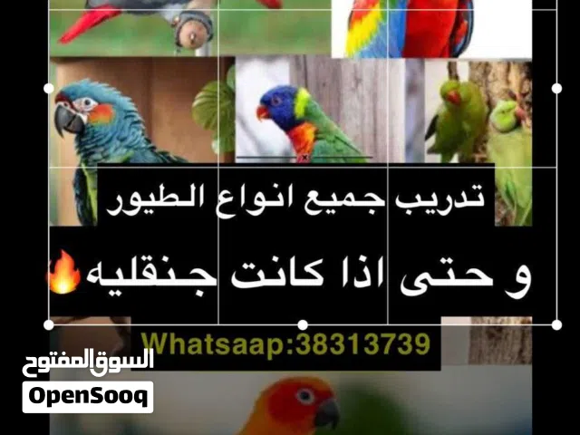 تدريب جميع أنواع الطيور