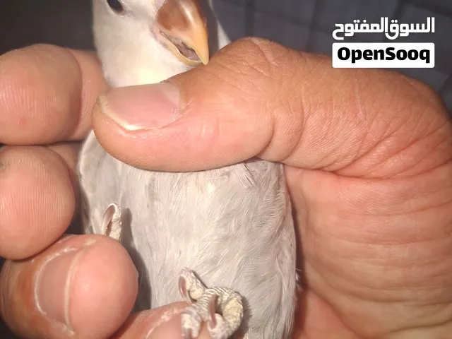 طيور كوكتيل وروز نخب