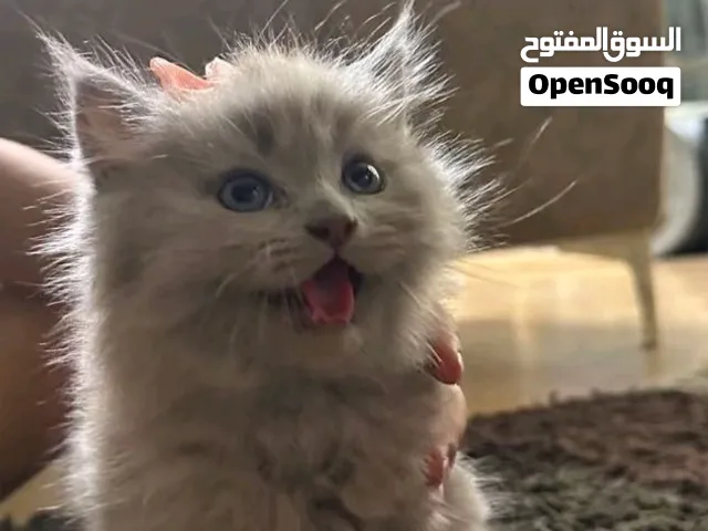 شيرازي بيور (Pure Persian)
