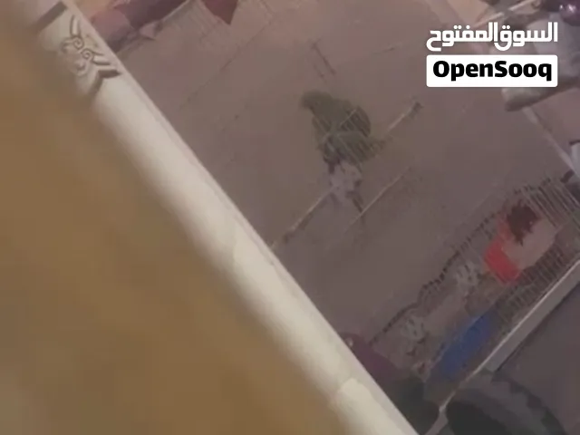 دره شرط تبزير