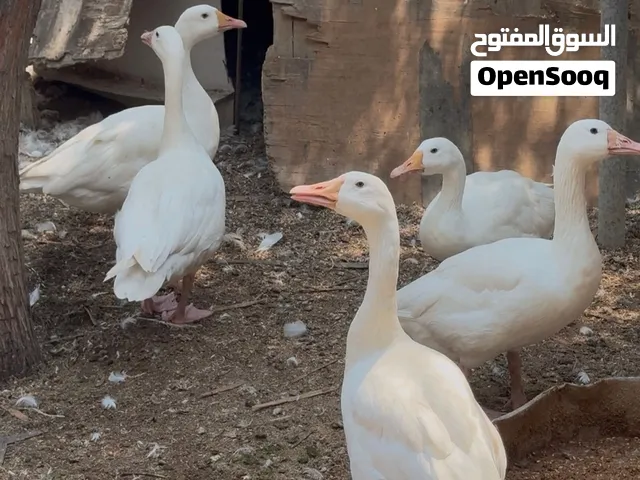 وز فرنسي للبيع السعر 1200 درهم – French Geese for Sale 1200 aed for all