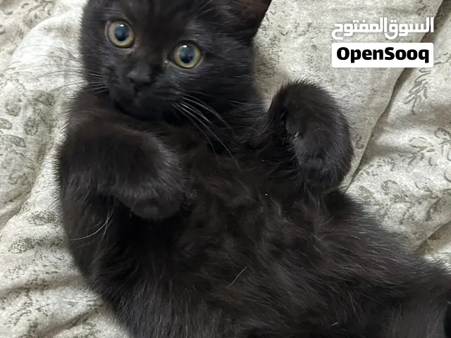 قطه هجين للبيع