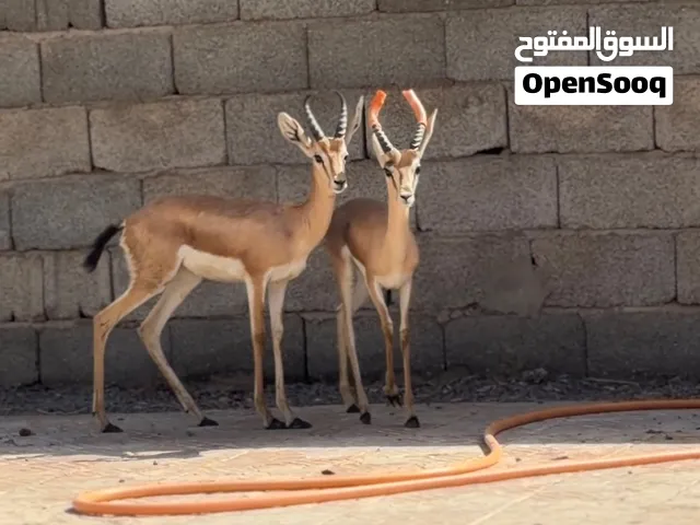 غزال الريم