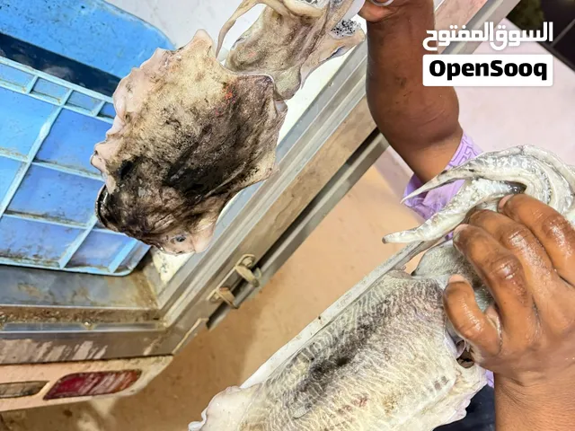 حبار للبيع بلكيلو