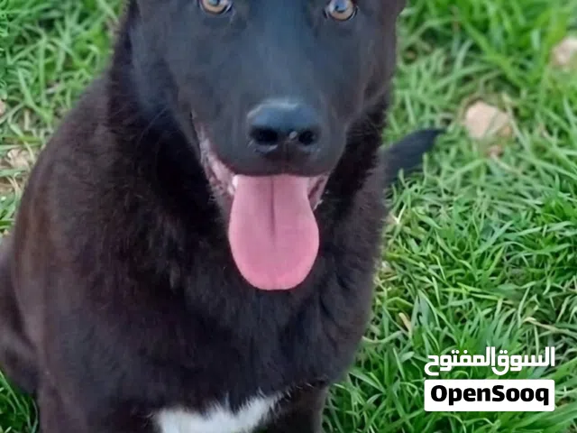 ملينوا مكسيكي
