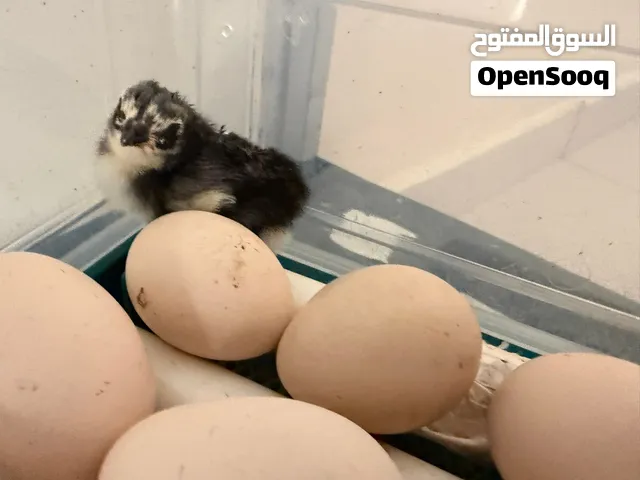 price 100 aseel chick for sale hatched today last price no negotiation