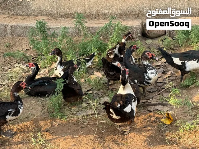 بط مصري للبيع