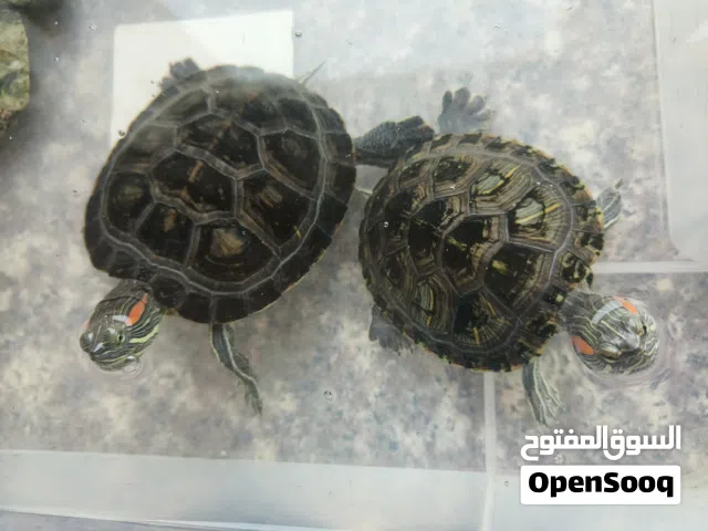 amphibious turtles