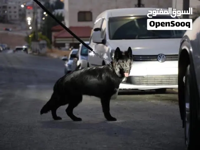 كلب جيرمن شبرد