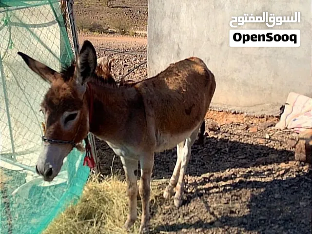 البيع حمار أو البدال ب حمار بيض