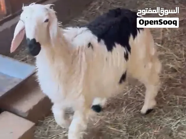 للبيعكبش نجدي اللي يريد يذخر ولا يذبح فلقت توم