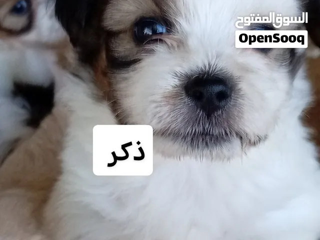 جراوة شيتزو